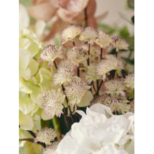 New artificial flowers_Sostrene Grene_Available from 31 July 2025 (10).jpg